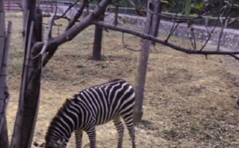 �����Y׌���R�����h���\��6ƪ