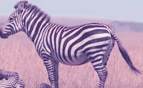 �����Y׌���R�����h���\��8ƪ