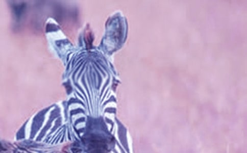 ���Y׌���R�������}���(d��ng)���h��