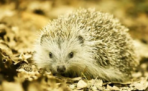 ������С��⬡��x���