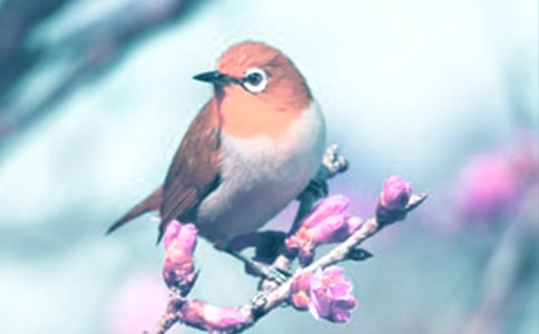 ��ֲ��y���V�Z����