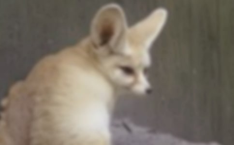 �c�Ϻ�؂���P(gu��n)�ĸ���