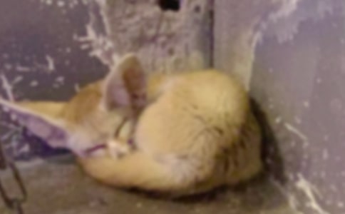 С�W(xu��)�������ϻ��c��؂���]