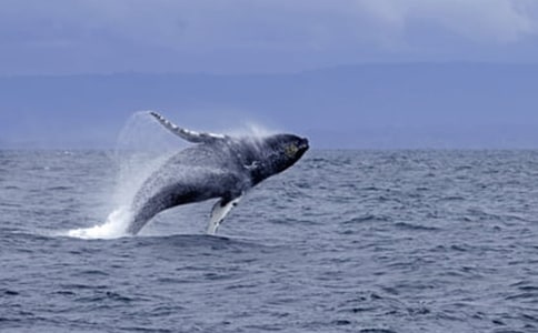 鯨魚(yú)的作文400字六篇