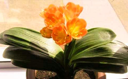 觀察日記君子蘭四年級作文