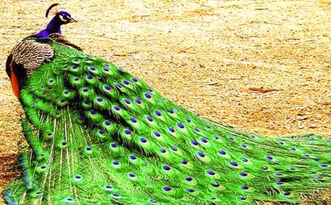 ӰƬ����ȸ�����½Y(ji��)��(g��u)����