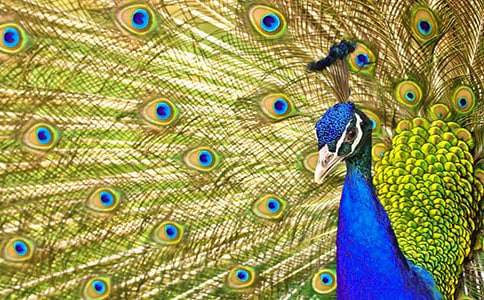 ��ȸ�谴�����֞���Щ