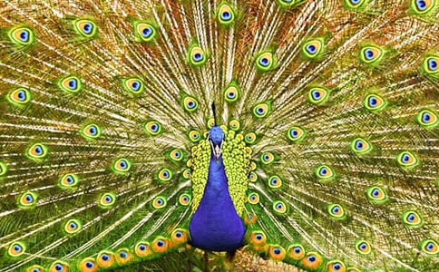 ��ȸ������c(di��n)