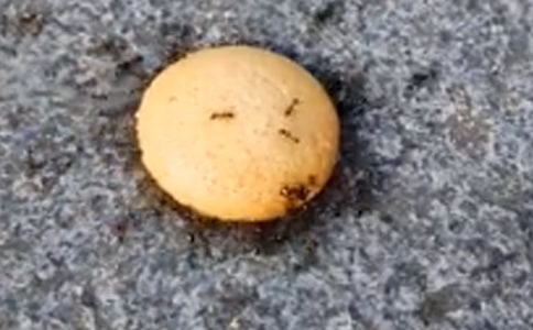 ��Λρ������