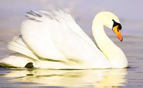 ���Z�zӰ����