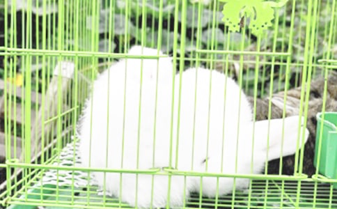 ���ӵ���ЦԒ