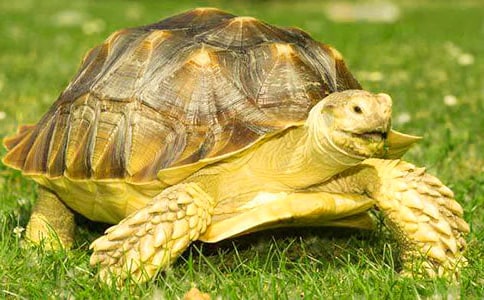 �\�i����?sh��)�ˎ�Ãrֵ