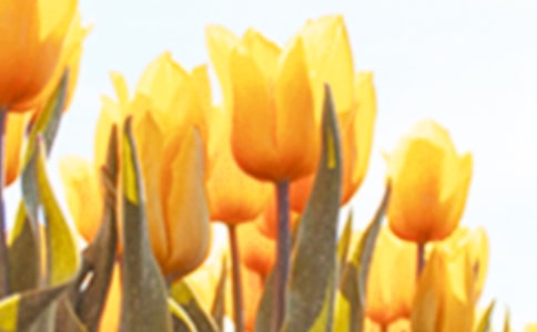 �����㻨չ��ӛ