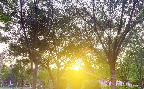 Ψ���簲���Z(y��)145��