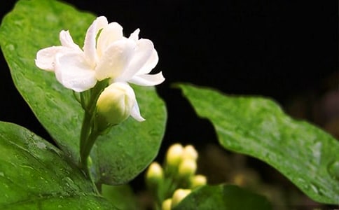 �茑���򻨵�Ψ���þ���140��