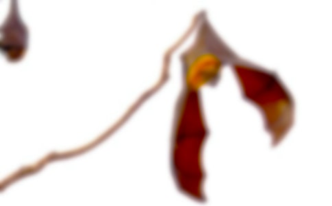 ����������_����һ�n�r�̌W(xu��)�O(sh��)Ӌ