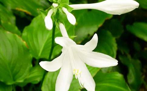 夜來香作文五百字