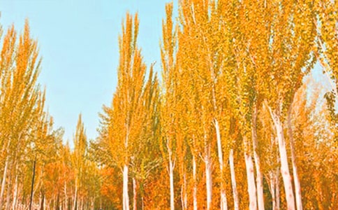 描寫白楊樹的作文4篇