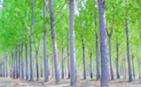 白楊樹的作文5篇(合集)