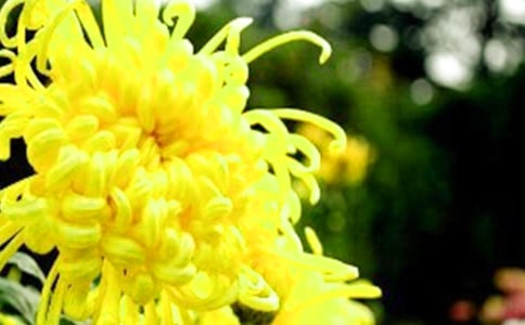 【精選】寫菊花的作文4篇