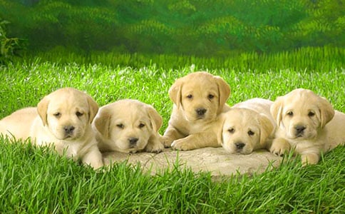 描寫小狗的作文