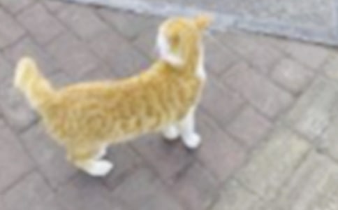 �����T��С؈��(y��u)�����ąR��10ƪ